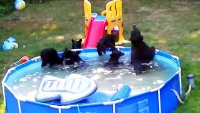 The family was going to use the pool, but they found it already occupied