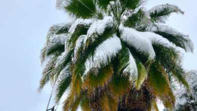 Big Chill Will Save California From Big Melt