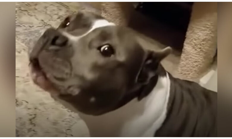 Rescued Pit Bull has a 'nonstop' conversation with her dog's mother