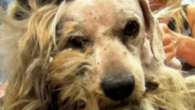 The homeless dog has pain all over his body and can't express his pain to anyone