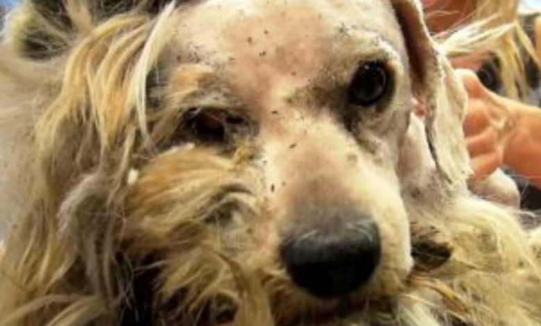 The homeless dog has pain all over his body and can't express his pain to anyone