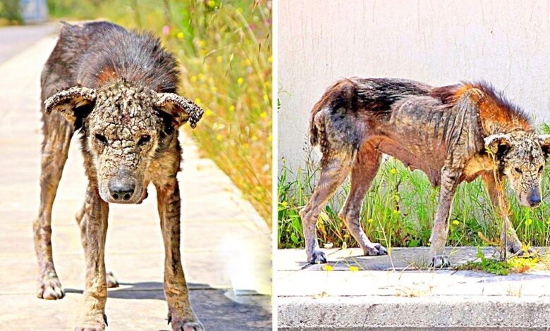 The unloved dog's body turned as hard as stone, she lost all mobility and waited to die
