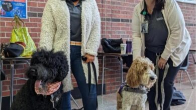 Therapy dogs help communities heal after-school tragedy - Dogster