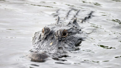 Florida man was bitten by an alligator while trying to pee