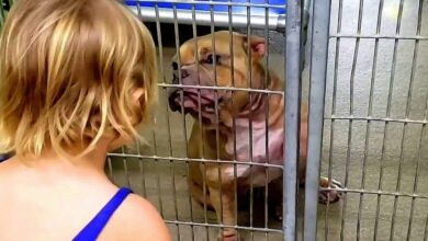 The little girl wants the dog that is 'shaking and hiding' in the back of the shelter