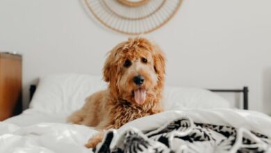 Best Dog Treadmill Products for Goldendoodles
