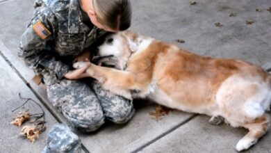 The old dog started crying when he saw his best friend coming back from the army