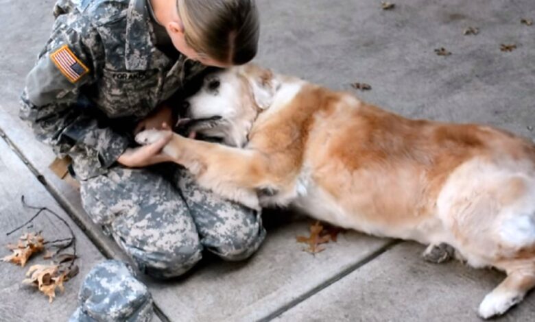 The old dog started crying when he saw his best friend coming back from the army
