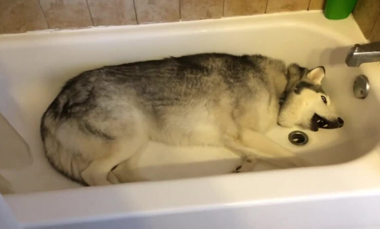 Mom pulled back the shower curtain, discovered Husky in the tub throwing 'rage'