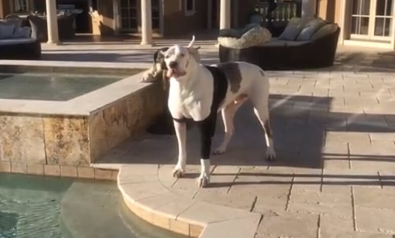 Deaf dog has been told he's not allowed in the pool, hurling 'Oscar-worthy' rage