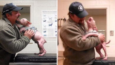 Man goes back to adopt the dog he saved and the puppy couldn't be happier