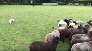 The world's 'worst' shepherd dog herds sheep and makes them play with me