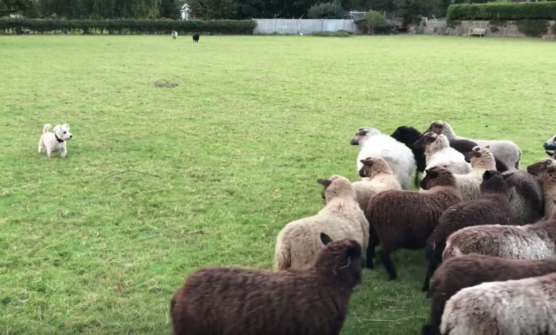 The world's 'worst' shepherd dog herds sheep and makes them play with me