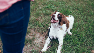 7 Best Online Dog Training Classes That Can Benefit All Canines
