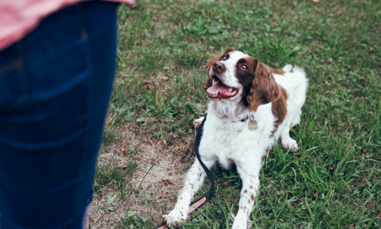 7 Best Online Dog Training Classes That Can Benefit All Canines
