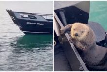 The otter took refuge in the man's boat as he just escaped the killer whale's jaws