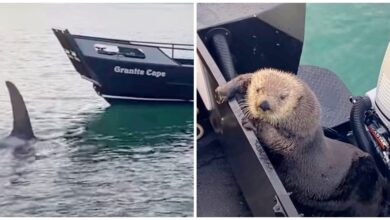 The otter took refuge in the man's boat as he just escaped the killer whale's jaws