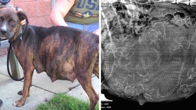Pregnant Pit Bull refuses to give birth when adoptive mother sees her ultrasound