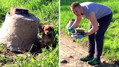 The man thought he could save the puppy but was ambushed