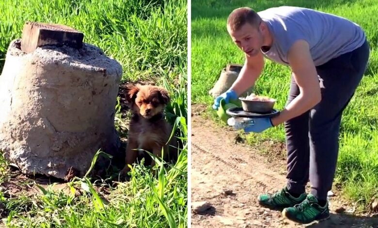 The man thought he could save the puppy but was ambushed