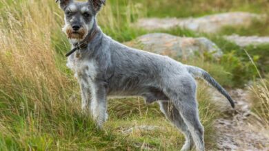 7 Best Online Dog Training Classes for Schnauzers