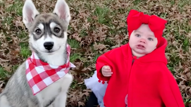 Husky never leaves a girl, protects her with his life