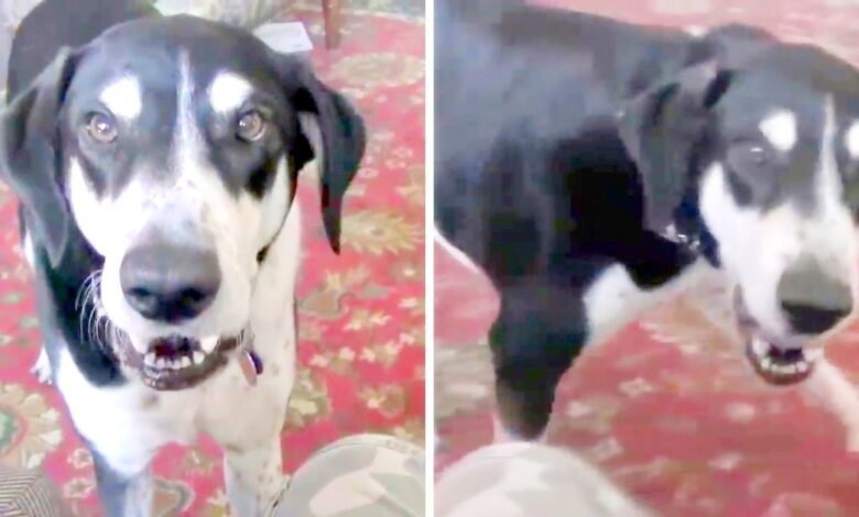 'Impatient dog' realizes he can talk, and the first thing he asks for is a kitten