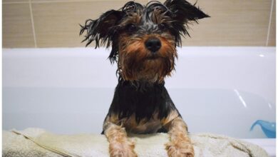 The 8 Best Dog Bathtubs For Yorkies