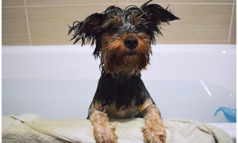 The 8 Best Dog Bathtubs For Yorkies