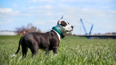 10 Secrets To Stop Your American Staffordshire Terrier From Barking