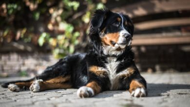 13 things to know before bringing home a new Bernese mountain dog