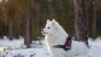 The 5 Most Common Health Problems in Samoyeds