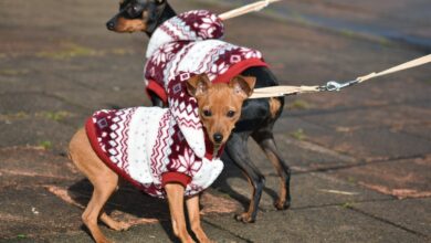 The 5 most common health problems in miniature Pinscher