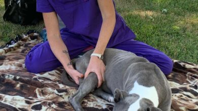 Massage for dogs with arthritis – Dogster
