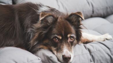 The 5 most common health problems in Australian Shepherds