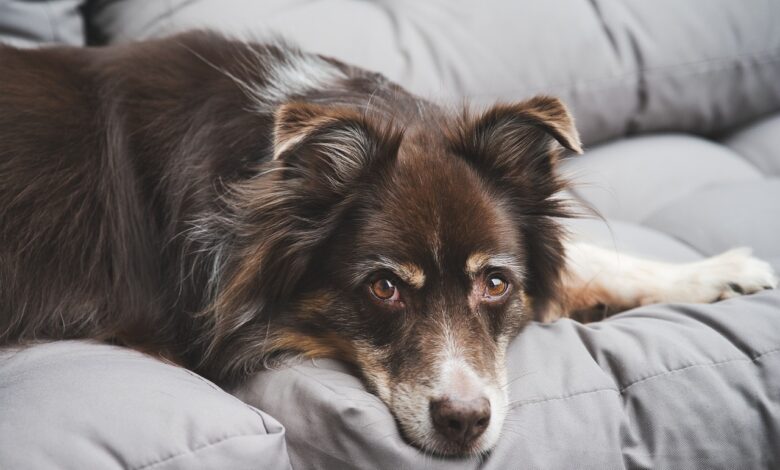 The 5 most common health problems in Australian Shepherds