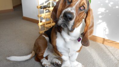 The 5 most common health problems in Basset Hounds