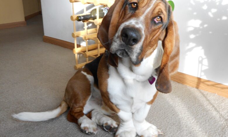 The 5 most common health problems in Basset Hounds
