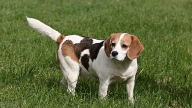 10 Fun Things Only Beagle Owners Understand