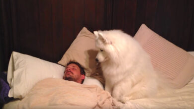 The Dog Needs A Walk And Dad Still Sleeps.  Dog wakes him up in 'funny' fashion