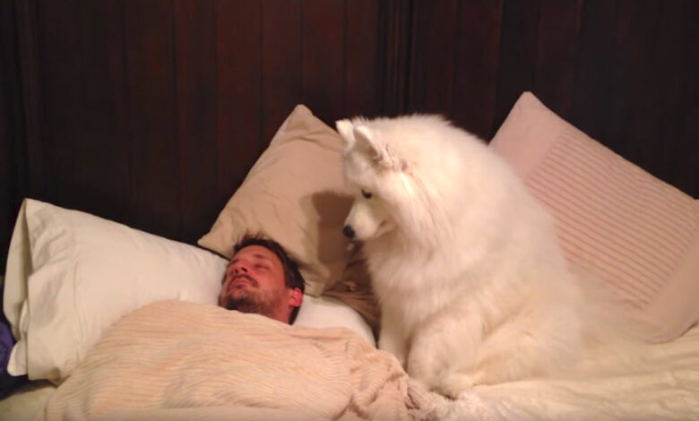 The Dog Needs A Walk And Dad Still Sleeps.  Dog wakes him up in 'funny' fashion