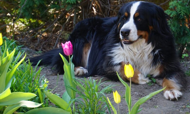 10 Fun Facts Only Bernese Mountain Dog Owners Understand