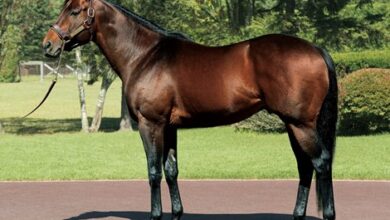 Lord Kanaloa Colt leads sales of 2-year-old children in Chiba