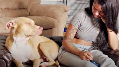 She organized an intervention for her daughter's wild pit bull