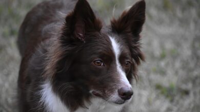 7 Important Tips for Grooming the Border Collie