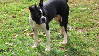 The 5 most common health problems in Boston Terriers