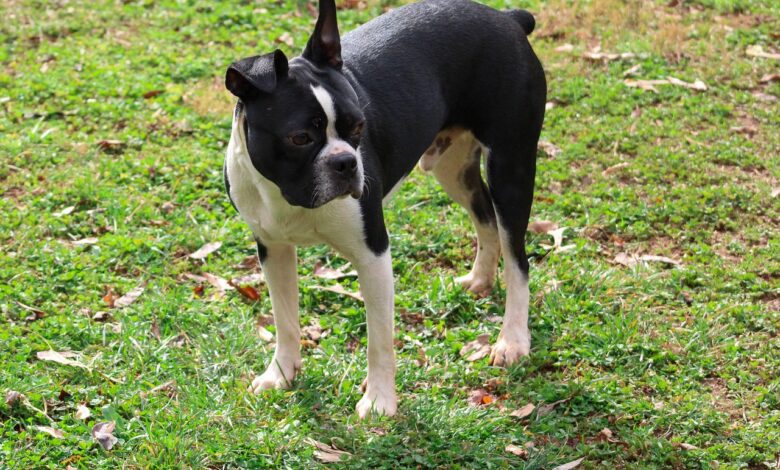 The 5 most common health problems in Boston Terriers