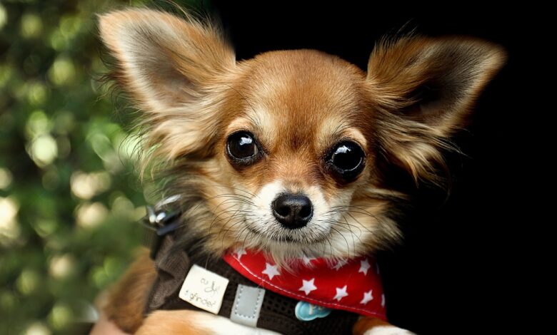 5 undeniable signs your Chihuahua loves you