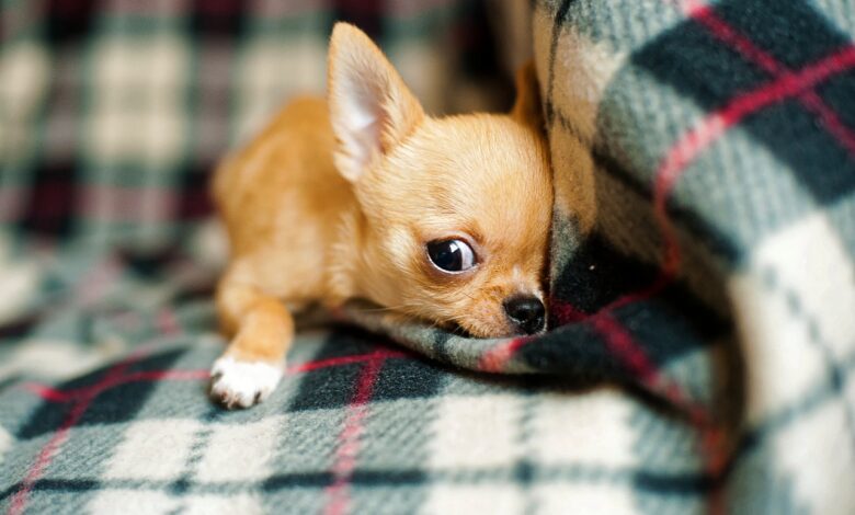 7 Important Tips for Grooming Chihuahuas