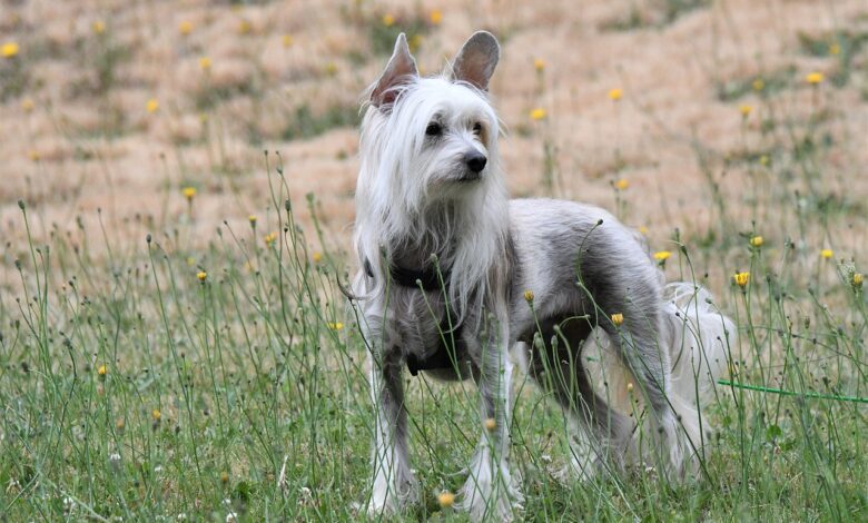 5 most common health problems in Chinese crested